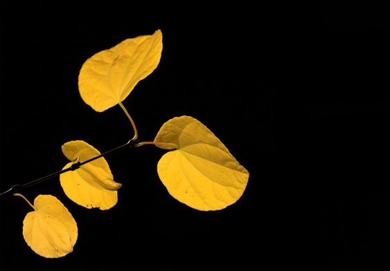 leaves