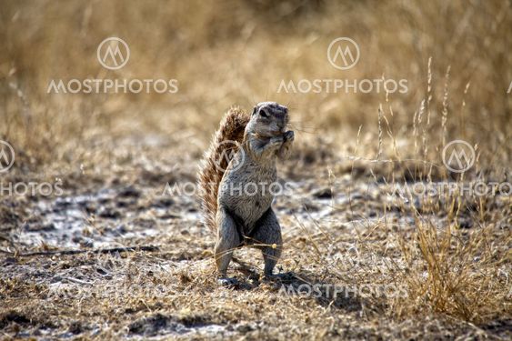 a ground squirrel in etosha national park namibia