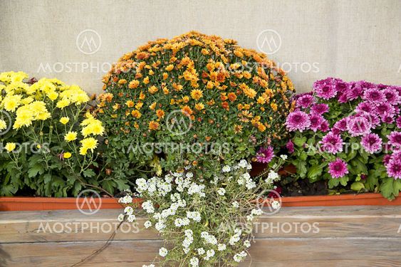 Blooming of chrysanthemum