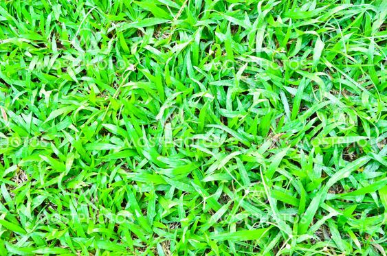 Grass flour dust.