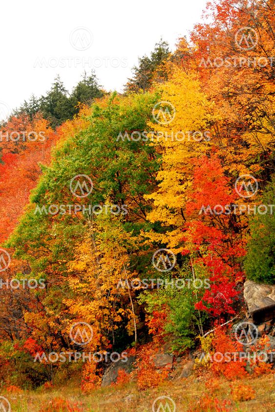 Fall forest background