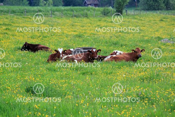 Cows in naked greenery and yellow flowers