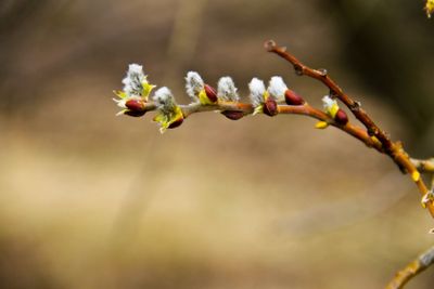 Pussy willow branch on early spring