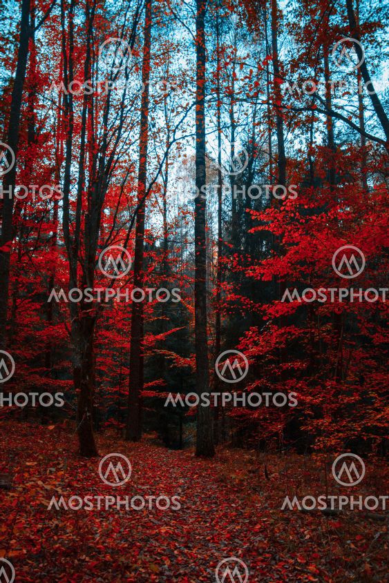 Red Forest