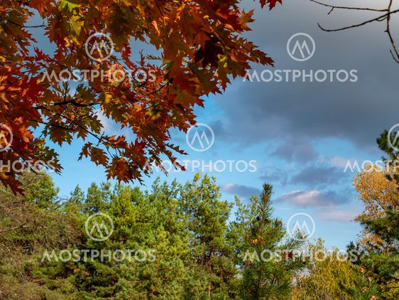 Red autumn oak leaves against the blue sky.
