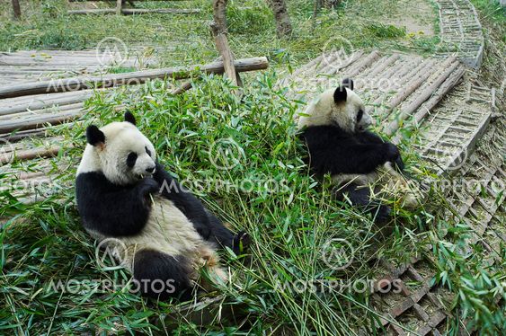 Giant panda bear