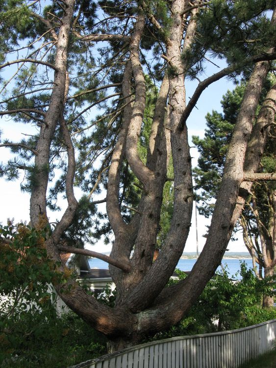 Winded pine