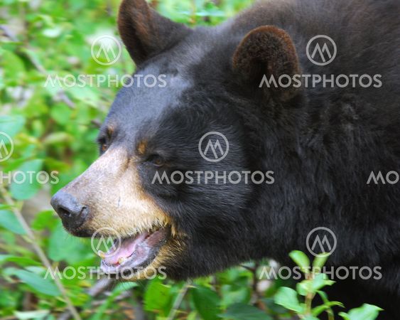 Black Bear