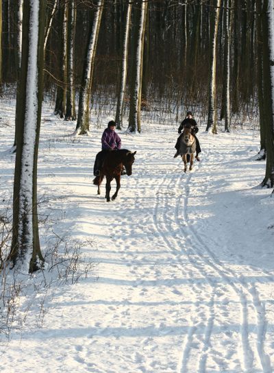 Riding horse in a forest in denmark scandinavia