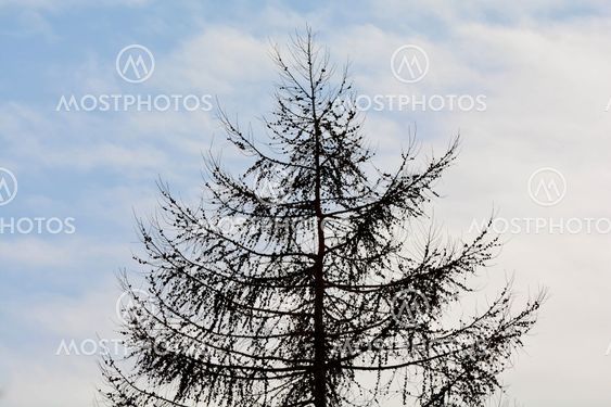 Silhouette fir with cones