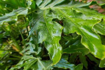 Plants, leaves and closeup in garden outdoor for water...