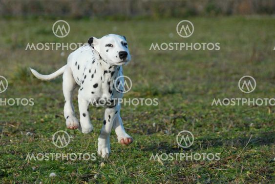 running puppy dalmatian