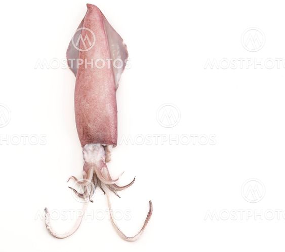 squid