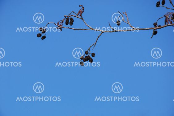 Alder cones