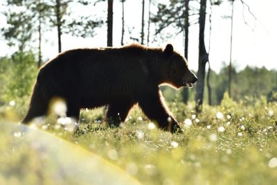 brown bear walking in daylight