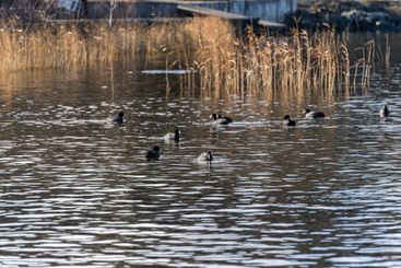 Common coot bird on the water of lake in winter season