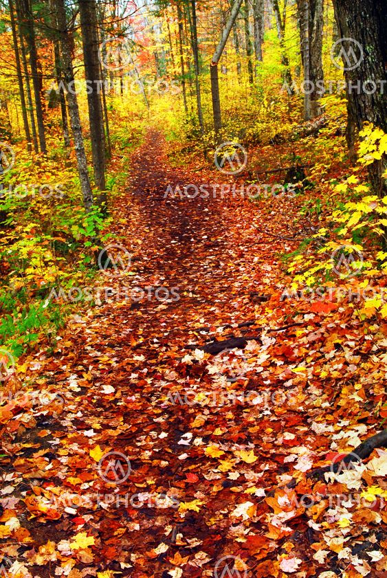 Trail in fall forest