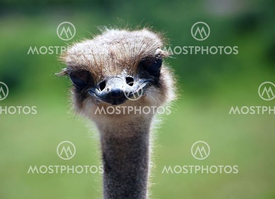 Ostrich