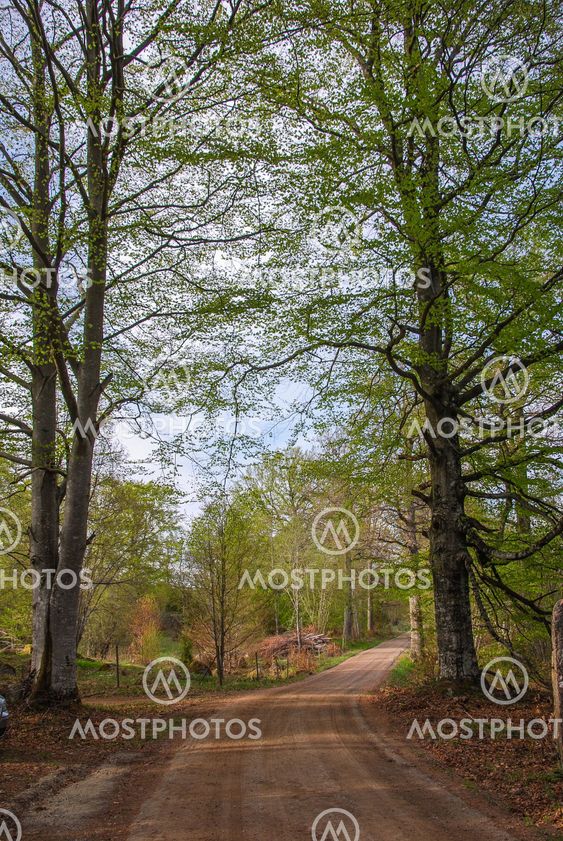 Beeches by a dirt road
