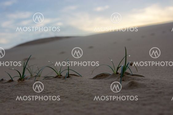 Morning in desert