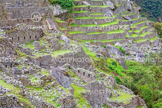 Terraces of Machu Picchu