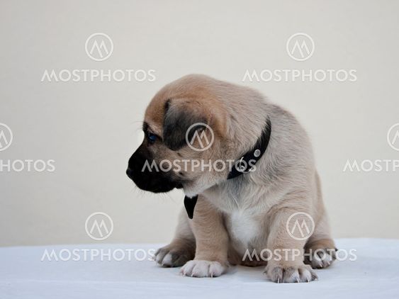 Little puppy wondering the camera