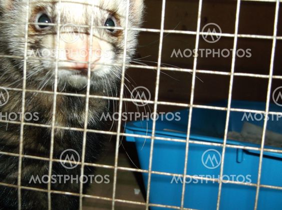 Close up of polecat