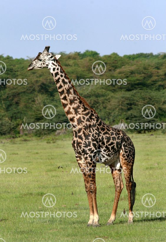 Giraffe (Giraffa camelopardalis)
