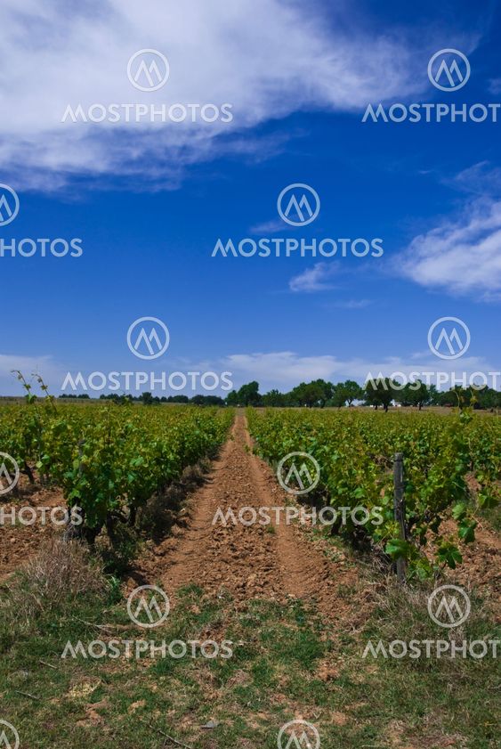 Vineyard