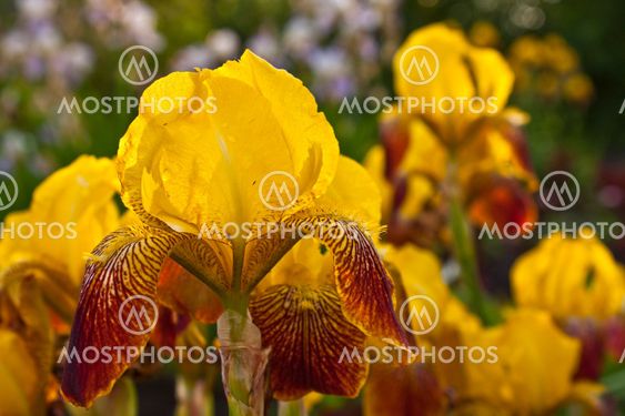 two butterfly on flowers