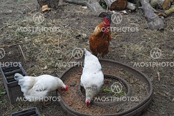 Hens in the yard of a hen house