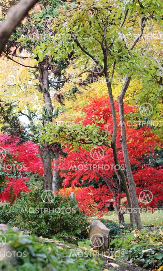 Trees in a japanese garden