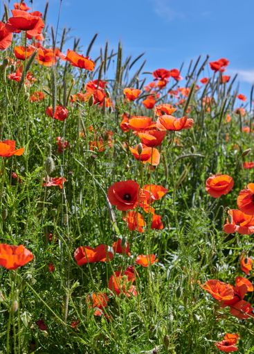 Poppies, outdoor field and natural blossom in...