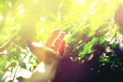 Hand touch nature. Morning light through foliage