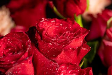 a bouquet of beautiful fragrant wet red roses