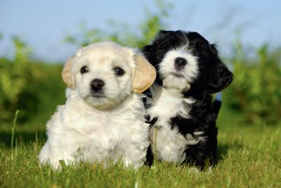 Black and white puppy dogs