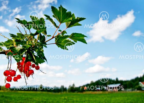 red currants