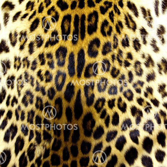 Leopard skin texture