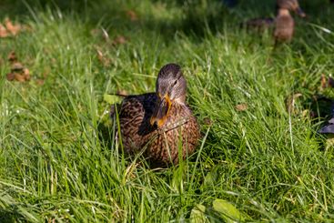 wild ducks walking on the green grass in the summer season