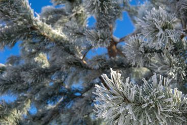 natural background, fir branches in hoarfrost against...