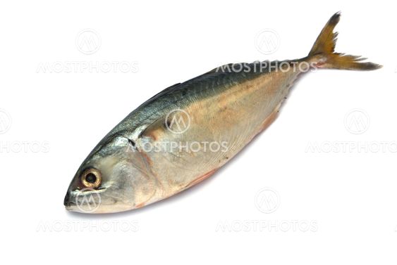 Fresh mackerel fish