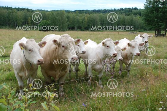 The Bull with his court