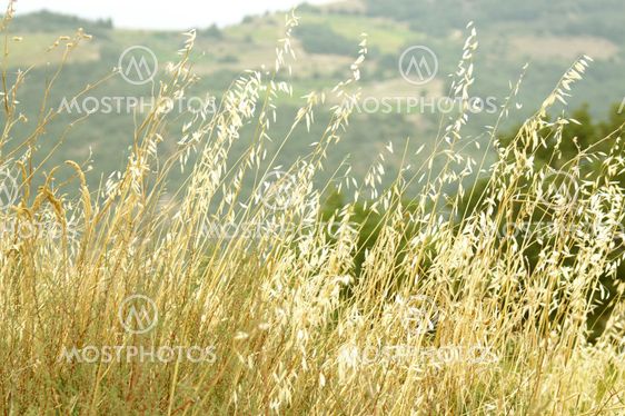 Wild Grain