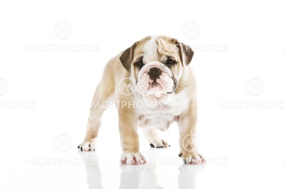 English bulldog puppy isolated