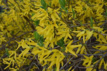 Forsythia flowers in sunny day. Nature soft selective...