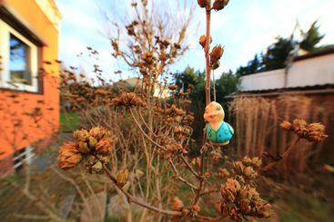 Simple duck ornament hanging on dry shrub branches in a...