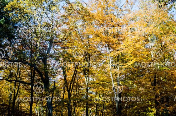 Autumn Beach Trees in Berkshire, England, UK