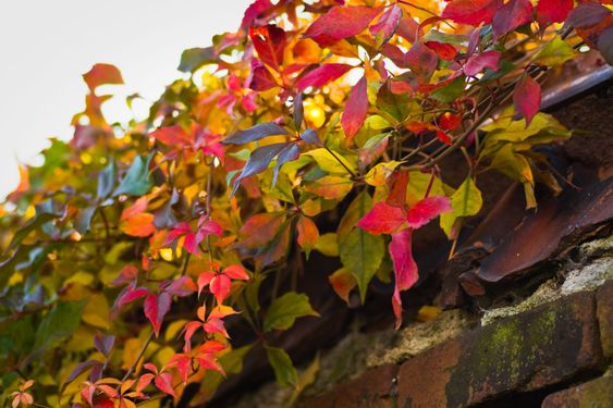 Colorful Virginian creeper in fall