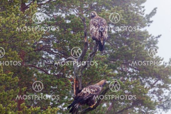 Golden eagles, Aquila chrysaetos