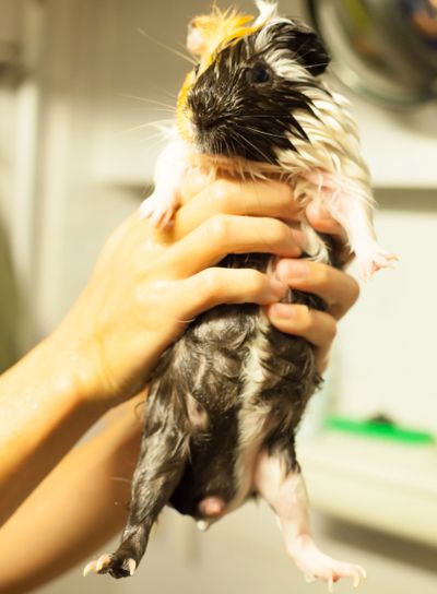 selective focus on white, black, orange brown guinea pigs...